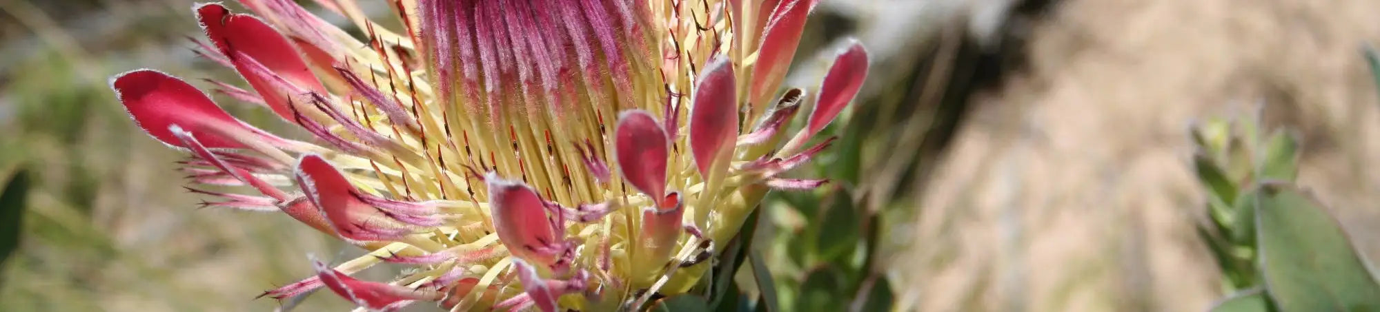 Pink and yellow protea flower with intricate petal details.