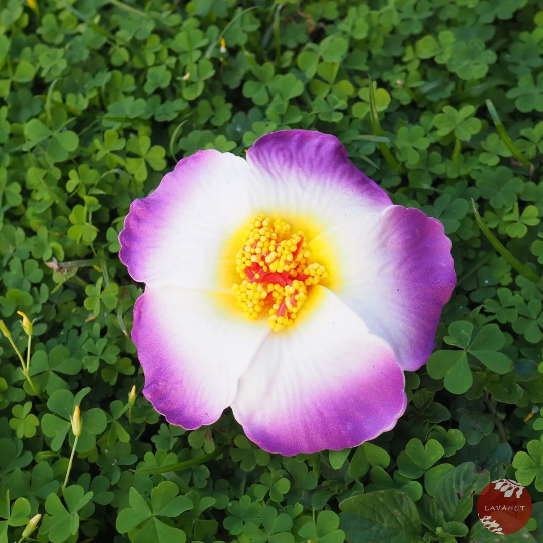 Purple Hibiscus Flower Hair Clip - Made in Hawaii