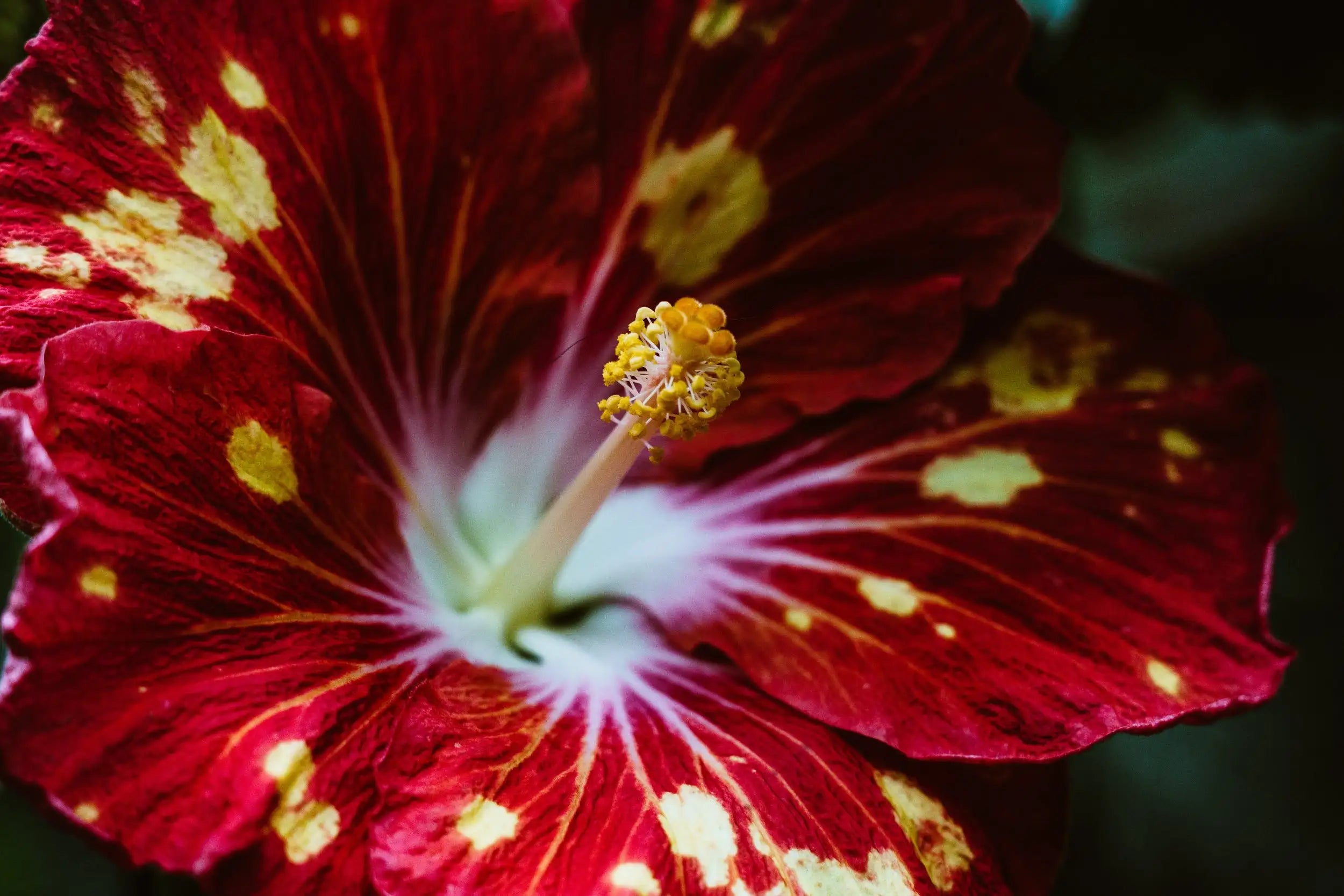 Red and yellow spotted hibiscus flower with white center, vibrant petals, natural material.