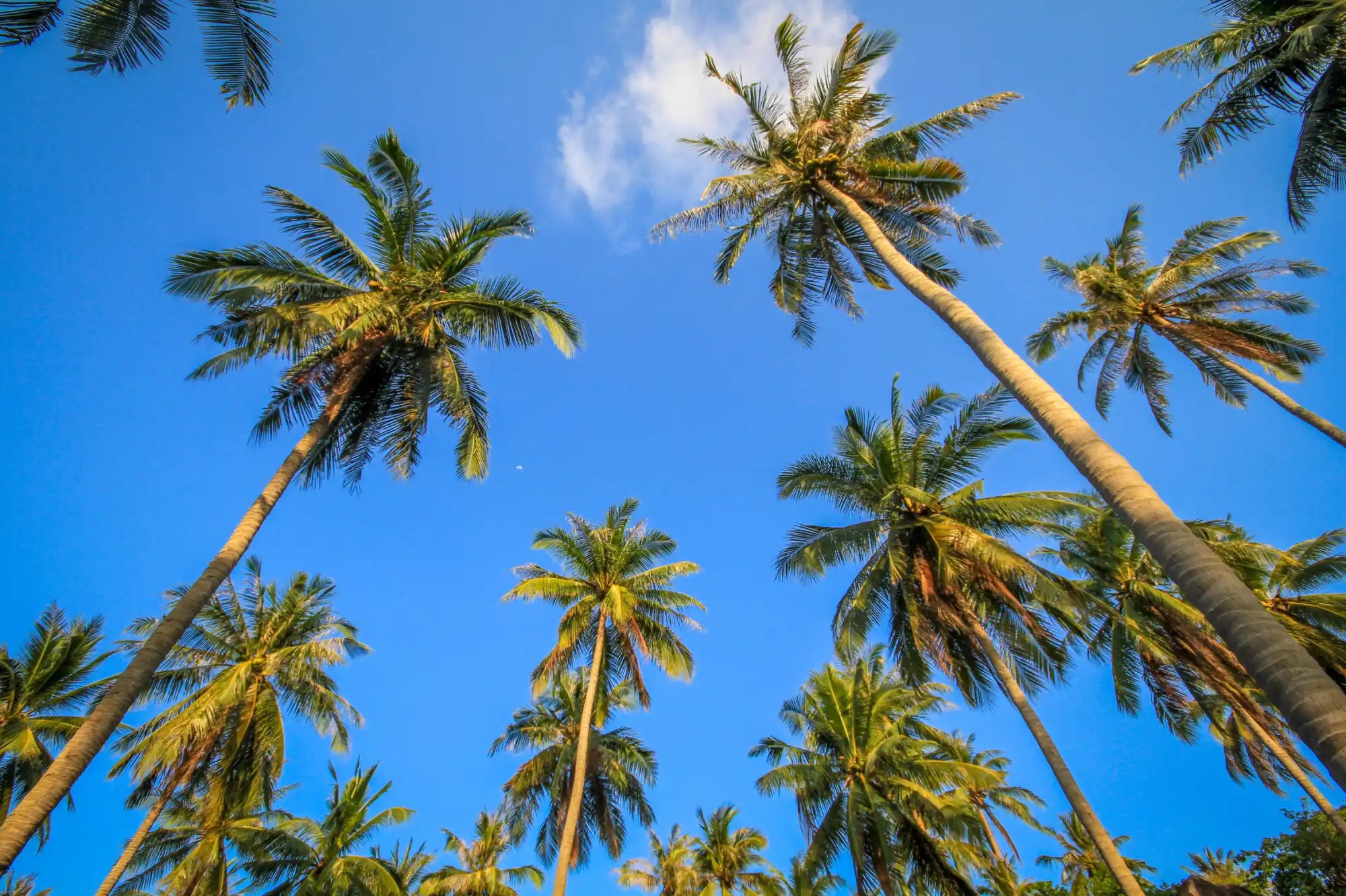 Tropical palm trees.