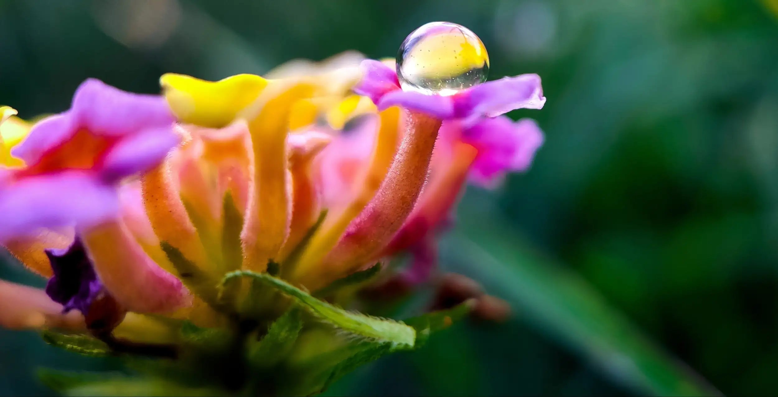 A vibrant, multi-hued flower with petals transitioning from purple to orange and yellow, topped by a clear dewdrop.