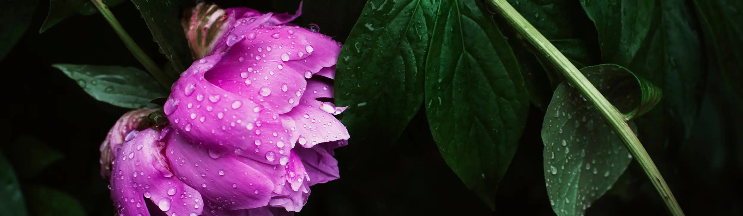 A vibrant pink peony flower, its petals glistening with dewdrops against a backdrop of deep green leaves.