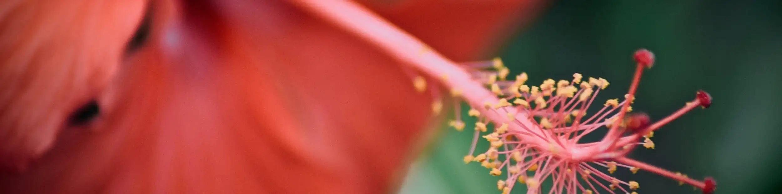 A vibrant red hibiscus flower with delicate yellow stamens and slender pinkish-red petals.